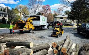 How Our Tree Care Process Works  in  Rancho Murieta, CA