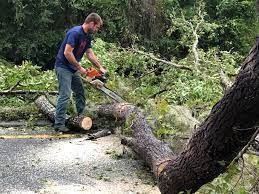 Best Tree Cabling and Bracing  in Rancho Murieta, CA