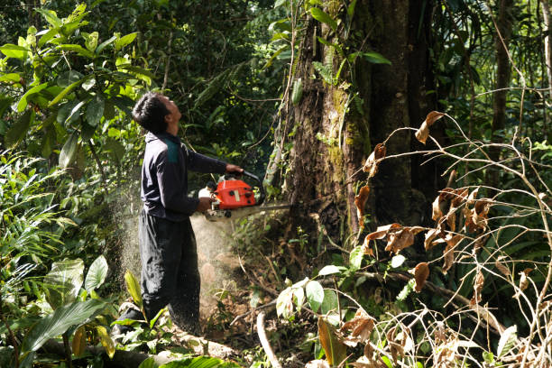 Trusted Rancho Murieta, CA Tree Services Experts